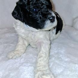 Alder - Parti male Poodle puppy in Puyallup, Washington from Pure Parti Poodles