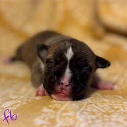 Girl 6 - Red brindle female American Pit Bull Terrier puppy in Nine Mile Falls, Washington from Bartin Kennels