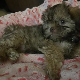 Shih Tzus from Little Mil’s Shih Tzus