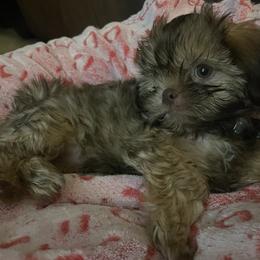Shih Tzus from Little Mil’s Shih Tzus