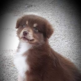 Australian Shepherd Puppies from Patchwork Kennels