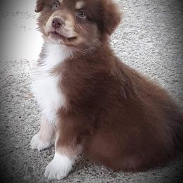 Australian Shepherd Puppies from Patchwork Kennels