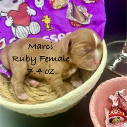 Marci - Ruby female Cavalier King Charles Spaniel puppy in Bainbridge, New York from M & M Cavaliers