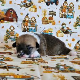 Tater Tot - Sable female Pembroke Welsh Corgi puppy in Briggsdale, Colorado from Lovebird Corgis