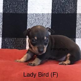 Ladybird - Black and white female Teddy Roosevelt Terrier puppy in Fredericksburg, Texas from Reed’s Teddy Roosevelt Terriers of FbgTx