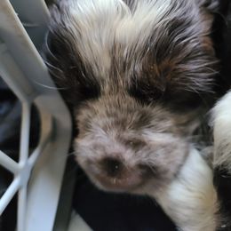 English Springer Spaniel Puppies from Savannah River Springers