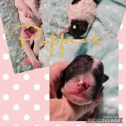 Poodle Puppies from Princetin Poodles