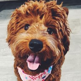 Maggie - Goldendoodle