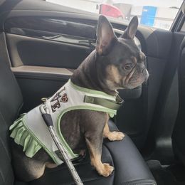 DREAM - French Bulldog