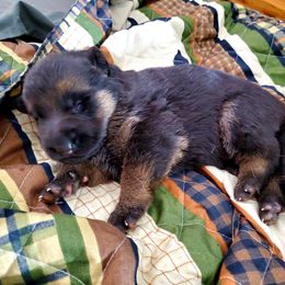 German Shepherd Puppies from Schusterheim Shepherds