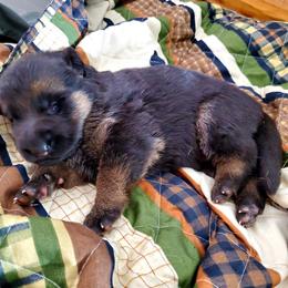 German Shepherd Puppies from Schusterheim Shepherds