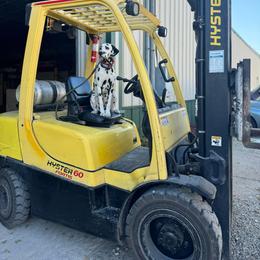 Dalmatian All Grown Up from Rosais Acres LLC