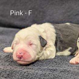 Pink - Black and white female Sheepadoodle puppy in Seaman, Ohio from Ohio Valley Sheepadoodles