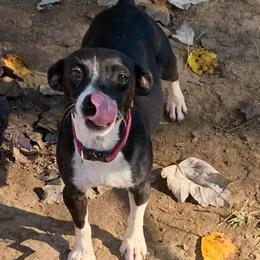 Rich Rat's Lyric - Black and white female Teddy Roosevelt Terrier puppy in Gadsden, Alabama from Rich Cat’s