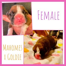 Female - Fawn female Boxer puppy in Butler, Pennsylvania from Schaible's Boxer Huddle