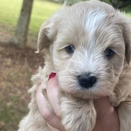 Rose, formerly known as Sleepy - Wheaten female Miniature Schnauzer puppy in Brundidge, Alabama from Deez Pups Magnificent Schnauzers