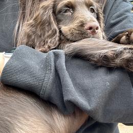 English Cocker Spaniel Puppies from River Trail Kennels