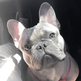 Cash - French Bulldog