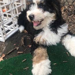 Bernedoodle, Goldendoodle, and Sheepadoodle Puppies from Country Meadow Doodles