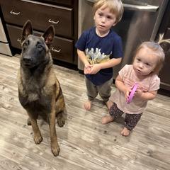 Belgian Malinois, Border Collie, and German Shepherd Puppies from Fairlane Kennels
