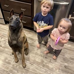 Belgian Malinois, Border Collie, and German Shepherd Puppies from Fairlane Kennels