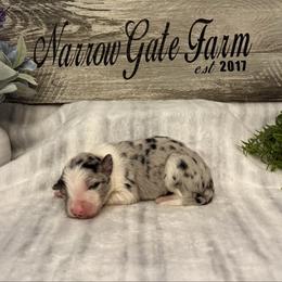 Appa - White and blue merle male Border Collie puppy in Moody, Texas from Narrow Gate Farm