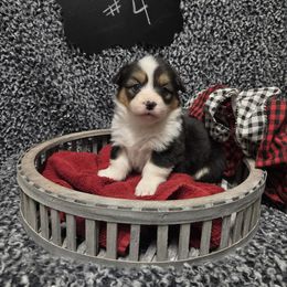 4 girl - Black and tan female Pembroke Welsh Corgi puppy in Harrisburg, Illinois from Parish Corgis