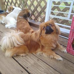 BayBay - Pekingese