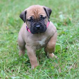Boerboel Puppies from Northland Boerboels
