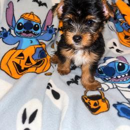 Nemo - Black and tan male Yorkshire Terrier puppy in Gastonia, North Carolina from Banks Dynasty Kennel