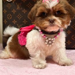 Lola - Gold and white female Shihpoo puppy in Cooper City, Florida from Jenny La Bone