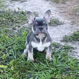 Boxer and French Bulldog Puppies from Beachside Boxers and Frenchies