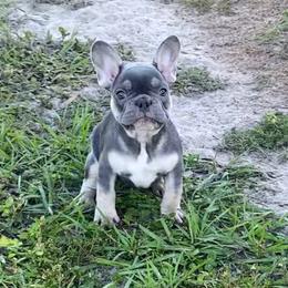 Boxer and French Bulldog Puppies from Beachside Boxers and Frenchies