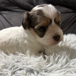 Ginger bread - Piebald female Morkie puppy in San Antonio, Texas from Sweet as dessert puppies