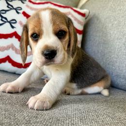 Baby boy 2 - Black white and tan male Beagle puppy in Monticello, Georgia from Beaglelove