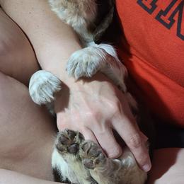 English Springer Spaniel Puppies from Savannah River Springers