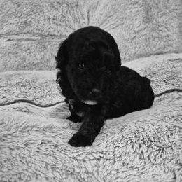 Oreo - Black male Poodle puppy in Chandler, Arizona from Fabi Poodle