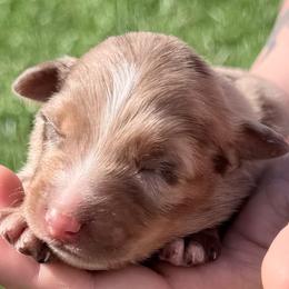 Sunfyre - Red merle male Australian Shepherd puppy in Kokomo, Indiana from North Central Aussies