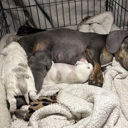 Dachshund puppies from Dawn's designerDachshunds