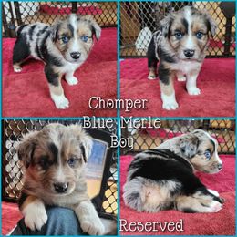 Chomper - Blue merle male Australian Shepherd puppy in Cook, Minnesota from RL Australian Shepherds