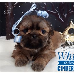 Shih Tzu Puppies from Loyal Shih Tzu