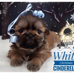 Shih Tzu Puppies from Loyal Shih Tzu