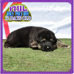 Punxsutawney Phil - Black and tan male German Shepherd puppy in Murrieta, California from Diamond Oaks German Shepherds