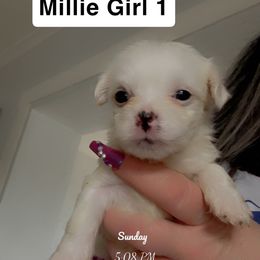 Girl 1 - White female Morkie puppy in Pittsburgh, Pennsylvania from Maria's Morkies & More