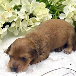 Gage - Red male Dachshund puppy in Exeter, California from Sawtooth Miniature Dachshunds