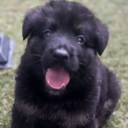 German Shepherd Puppies from AB_Elite_GSD