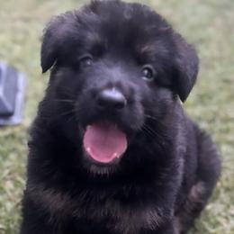 German Shepherd Puppies from AB_Elite_GSD