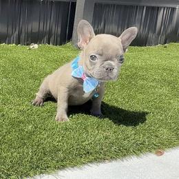French Bulldog and Goldendoodle Puppies from Haus of Pawz