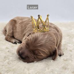 Laser - Apricot male Goldendoodle puppy in Neillsville, Wisconsin from Granton Creek