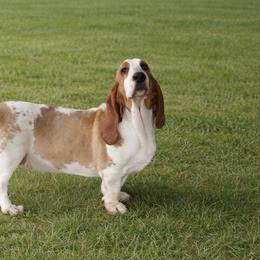 Annie - Basset Hound